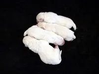 Ruby, a female Labrador Retriever for sale in Rolla, MO – Photo 8 of 8