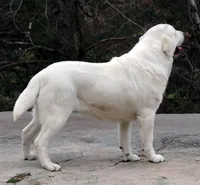 Ruby, a female Labrador Retriever for sale in Rolla, MO – Photo 2 of 8