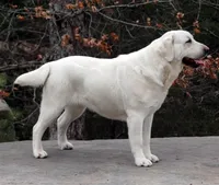 Ruby, a female Labrador Retriever for sale in Rolla, MO – Photo 1 of 8