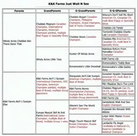 Ruby, a female Labrador Retriever for sale in Rolla, MO – Photo 6 of 8