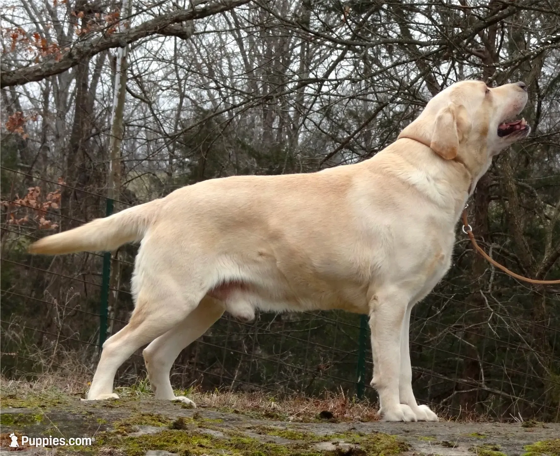 Angel, a female Labrador Retriever for sale in Rolla, MO – 6 of 9