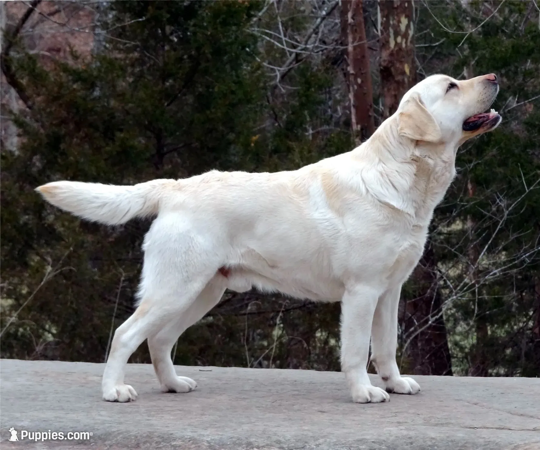 Angel, a female Labrador Retriever for sale in Rolla, MO – 4 of 9