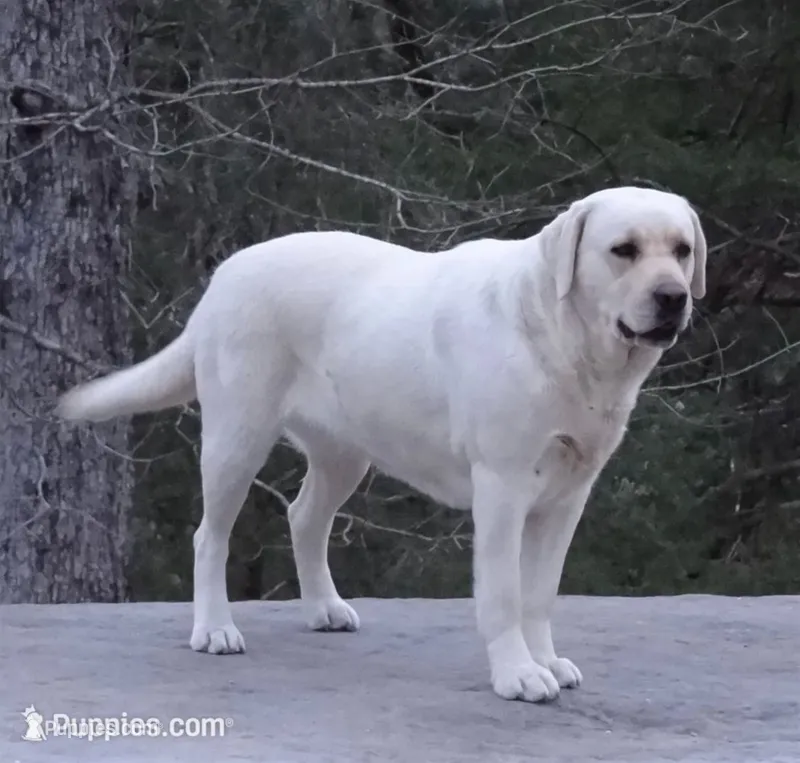 Angel – Labrador Retriever puppy for sale in Rolla, MO