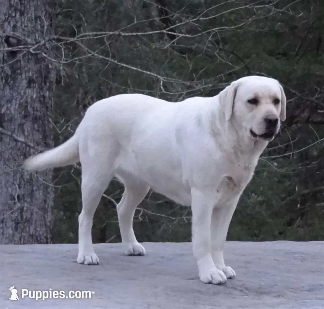 Angel, a female Labrador Retriever for sale in Rolla, MO – 1 of 9