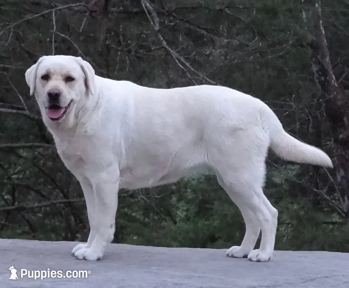 Angel, a female Labrador Retriever for sale in Rolla, MO – 3 of 9