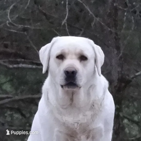 Angel, a female Labrador Retriever for sale in Rolla, MO – 2 of 9