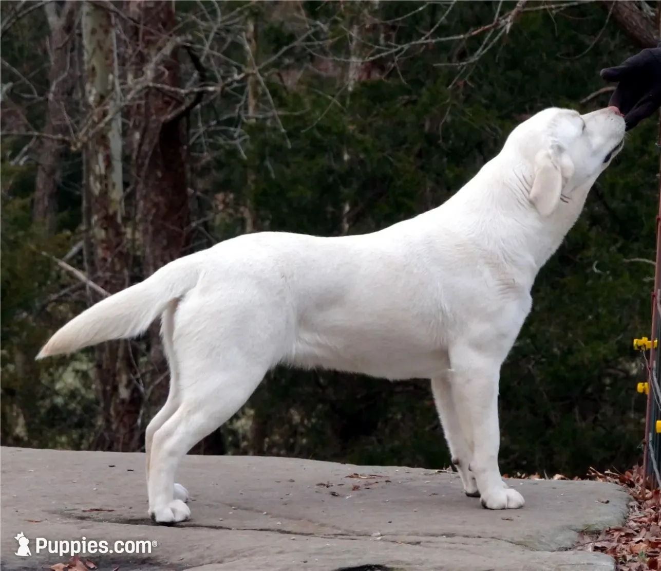 Angel, a female Labrador Retriever for sale in Rolla, MO – 8 of 9