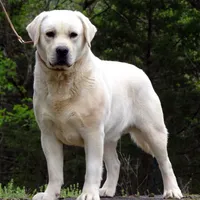 Flame, a male Labrador Retriever for sale in Rolla, MO – Photo 3 of 6