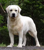 Flame, a male Labrador Retriever for sale in Rolla, MO – Photo 3 of 6