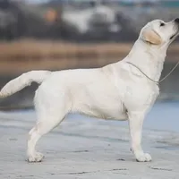 Flame, a male Labrador Retriever for sale in Rolla, MO – Photo 6 of 6