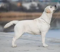 Flame, a male Labrador Retriever for sale in Rolla, MO – Photo 6 of 6