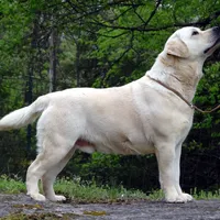 Flame, a male Labrador Retriever for sale in Rolla, MO – Photo 2 of 6