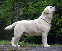 Flame, a male Labrador Retriever for sale in Rolla, MO – Photo 1 of 6