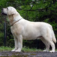 Flame, a male Labrador Retriever for sale in Rolla, MO – Photo 1 of 6