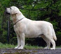 Flame, a male Labrador Retriever for sale in Rolla, MO – Photo 2 of 6