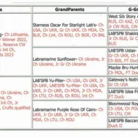 Flame, a male Labrador Retriever for sale in Rolla, MO – Photo 4 of 6