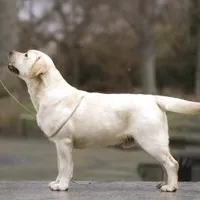 Flame, a male Labrador Retriever for sale in Rolla, MO – Photo 5 of 6