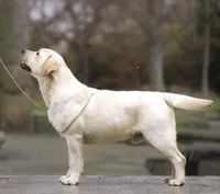 Flame, a male Labrador Retriever for sale in Rolla, MO – Photo 5 of 6