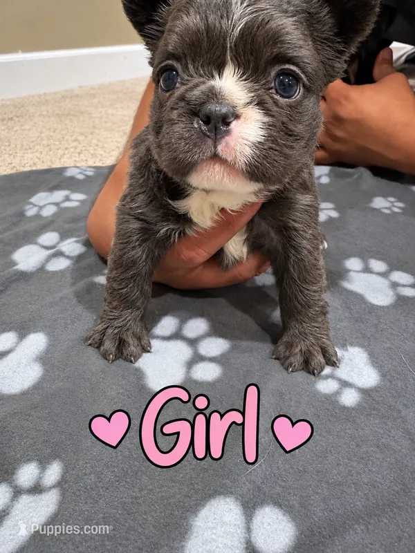Beautiful French Bulldog Girl  – French Bulldog puppy for sale in Orland Park, IL