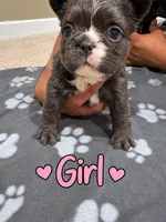 Beautiful French Bulldog Girl , a female French Bulldog for sale in Orland Park, IL – 1 of 1