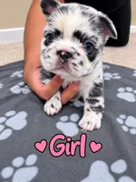 Beautiful Merle French Bulldog fluffy Girl , a female French Bulldog for sale in Orland Park, IL – 1 of 1
