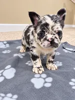 Beautiful Merle female frenchie , a female French Bulldog for sale in Orland Park, IL – 1 of 1
