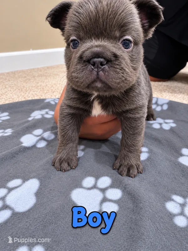  Big Rope Fluffy French Bulldog Boy  – French Bulldog puppy for sale in Orland Park, IL