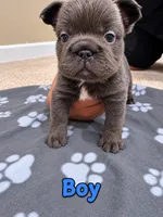 Big Rope Fluffy French Bulldog Boy , a male French Bulldog for sale in Orland Park, IL – 1 of 1