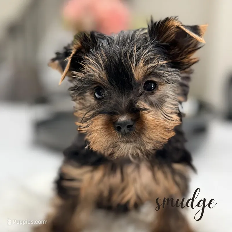 Smudge, a male Yorkshire Terrier for sale in Addison, IL – Photo 1 of 1