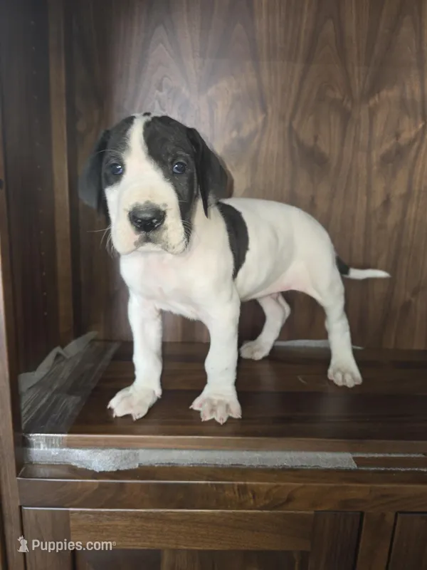 Stanley – Great Dane puppy for sale in Addison, IL