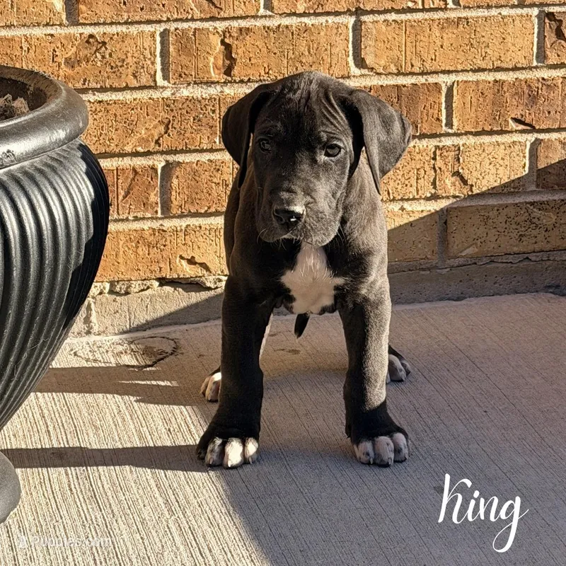 King – Great Dane puppy for sale in Addison, IL