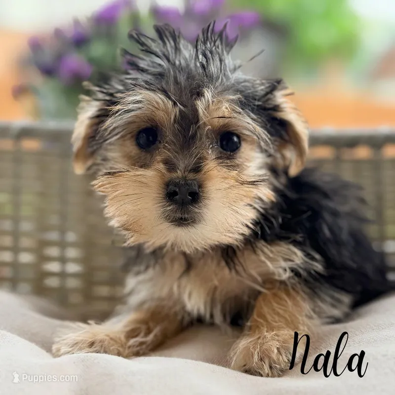 Nala – Morkie puppy for sale in Addison, IL