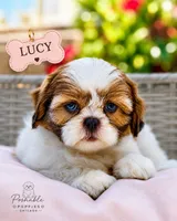 Lucy, a female Shih Tzu for sale in Addison, IL – 1 of 1