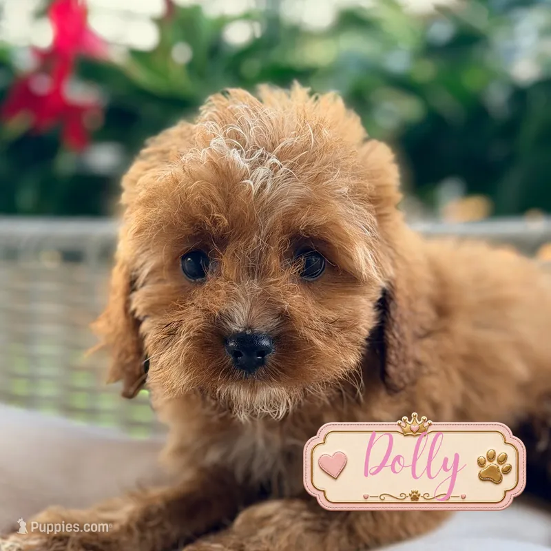 Dolly – Cavapoo puppy for sale in Addison, IL