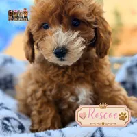 Roscoe, a male Miniature Goldendoodle for sale in Addison, IL – 1 of 1