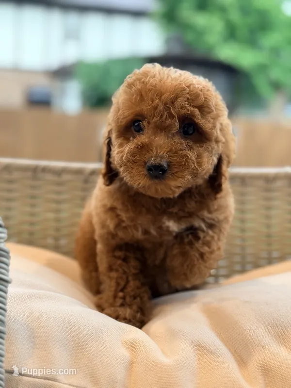 Ray – Poodle - Miniature  puppy for sale in Addison, IL