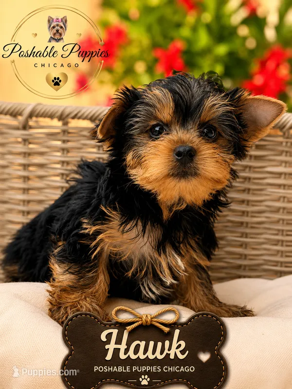 Hawk – Yorkshire Terrier puppy for sale in Addison, IL