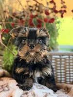 AKC Xena, a female Yorkshire Terrier for sale in Addison, IL – 2 of 3
