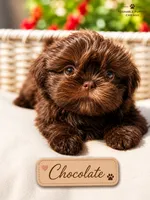 Chocolate, a male Shih Tzu for sale in Addison, IL – 1 of 1