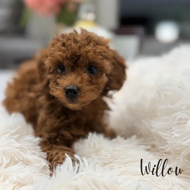 Willow – Poodle - Miniature  puppy for sale in Addison, IL