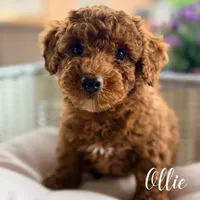 Ollie, a male Poodle - Miniature  for sale in Addison, IL – 1 of 1
