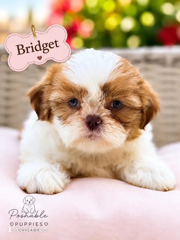 Bridget – Shih Tzu puppy for sale in Addison, IL