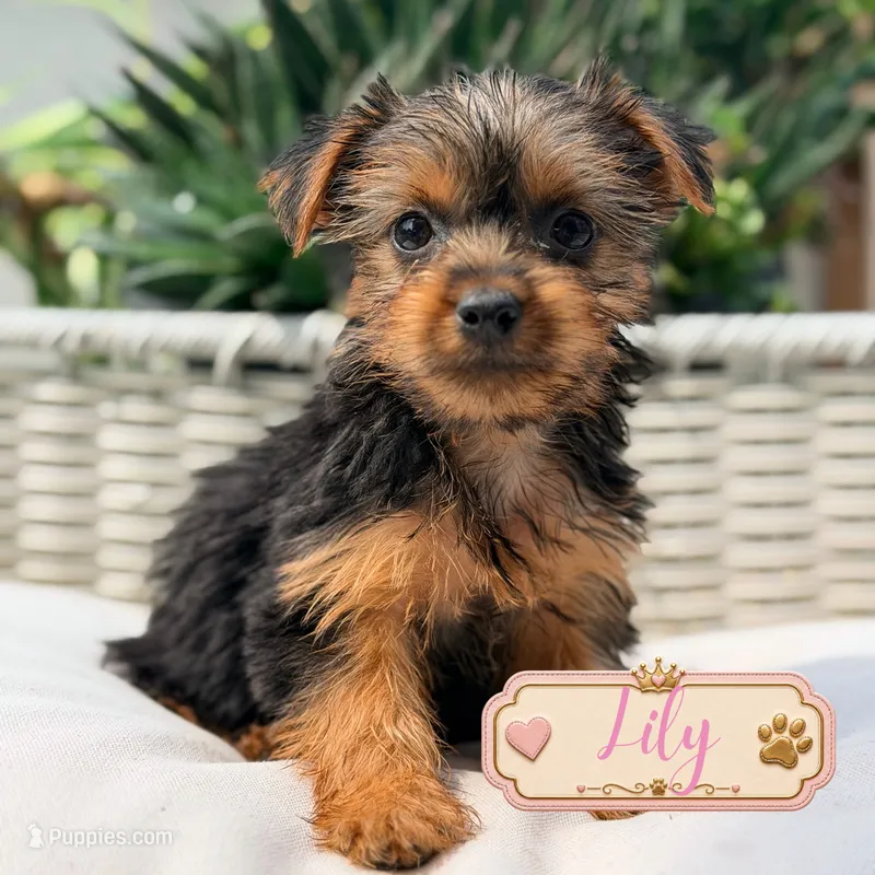 Lily – Yorkshire Terrier puppy for sale in Addison, IL