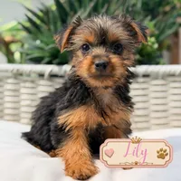 Lily, a male Yorkshire Terrier for sale in Addison, IL – 1 of 1