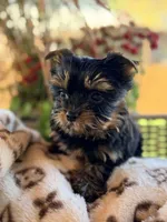 AKC Xena, a female Yorkshire Terrier for sale in Addison, IL – 3 of 3