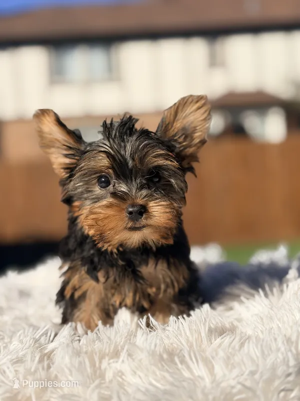 Binx – Yorkshire Terrier puppy for sale in Addison, IL