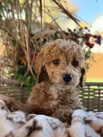 Jimmy, a male Poodle - Miniature  for sale in Addison, IL – 1 of 3