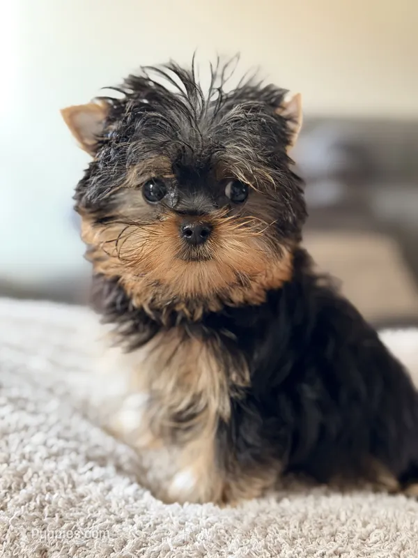 AKC lola – Yorkshire Terrier puppy for sale in Addison, IL