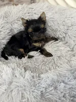 Hazel , a female Yorkshire Terrier for sale in Addison, IL – 3 of 3