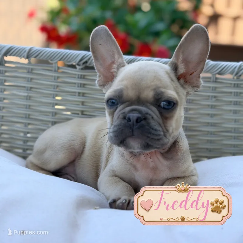 Freddy – French Bulldog puppy for sale in Addison, IL